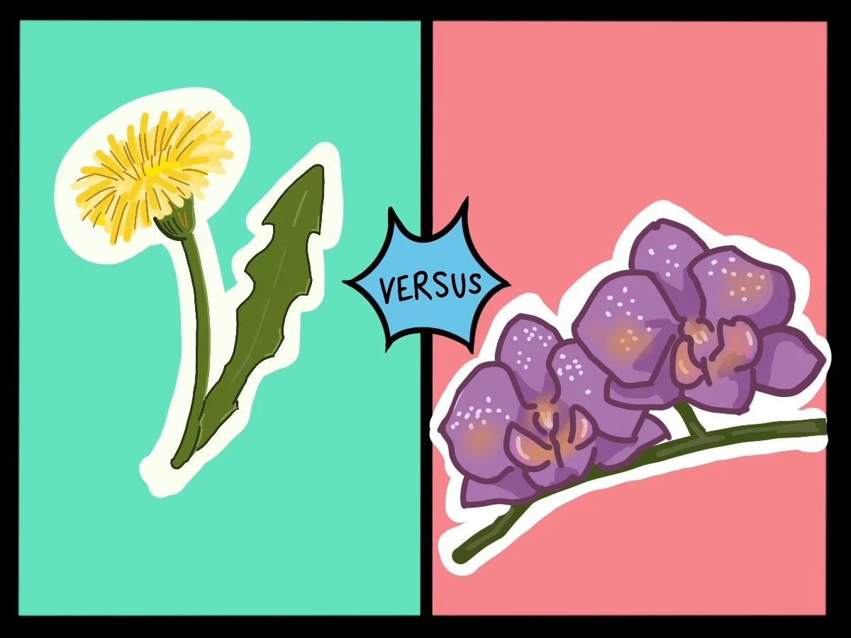 Dandelions vs Orchids