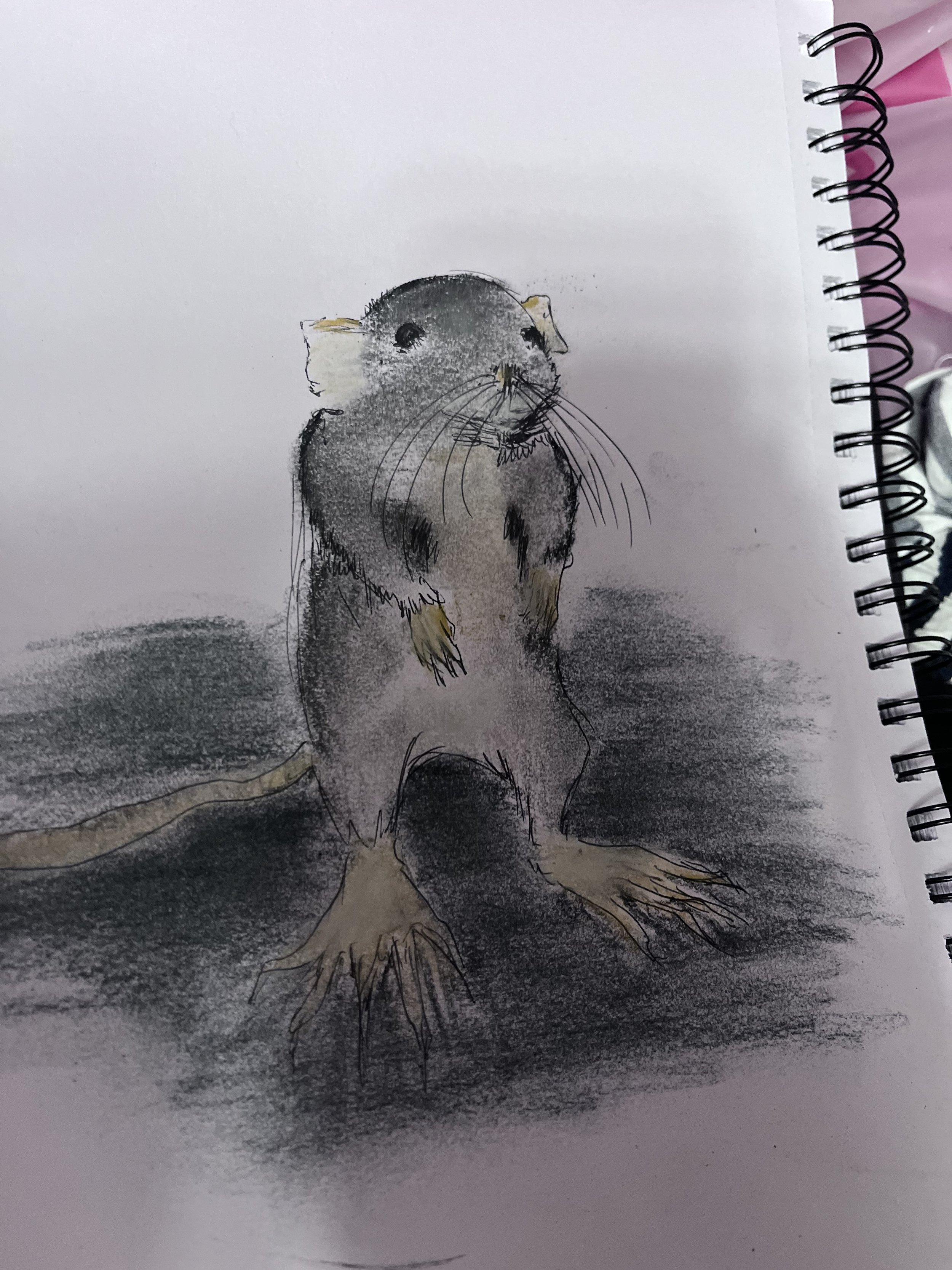 Sketch of a rodent with large front paws, a long tail, and whiskers, drawn on a sketchbook page.