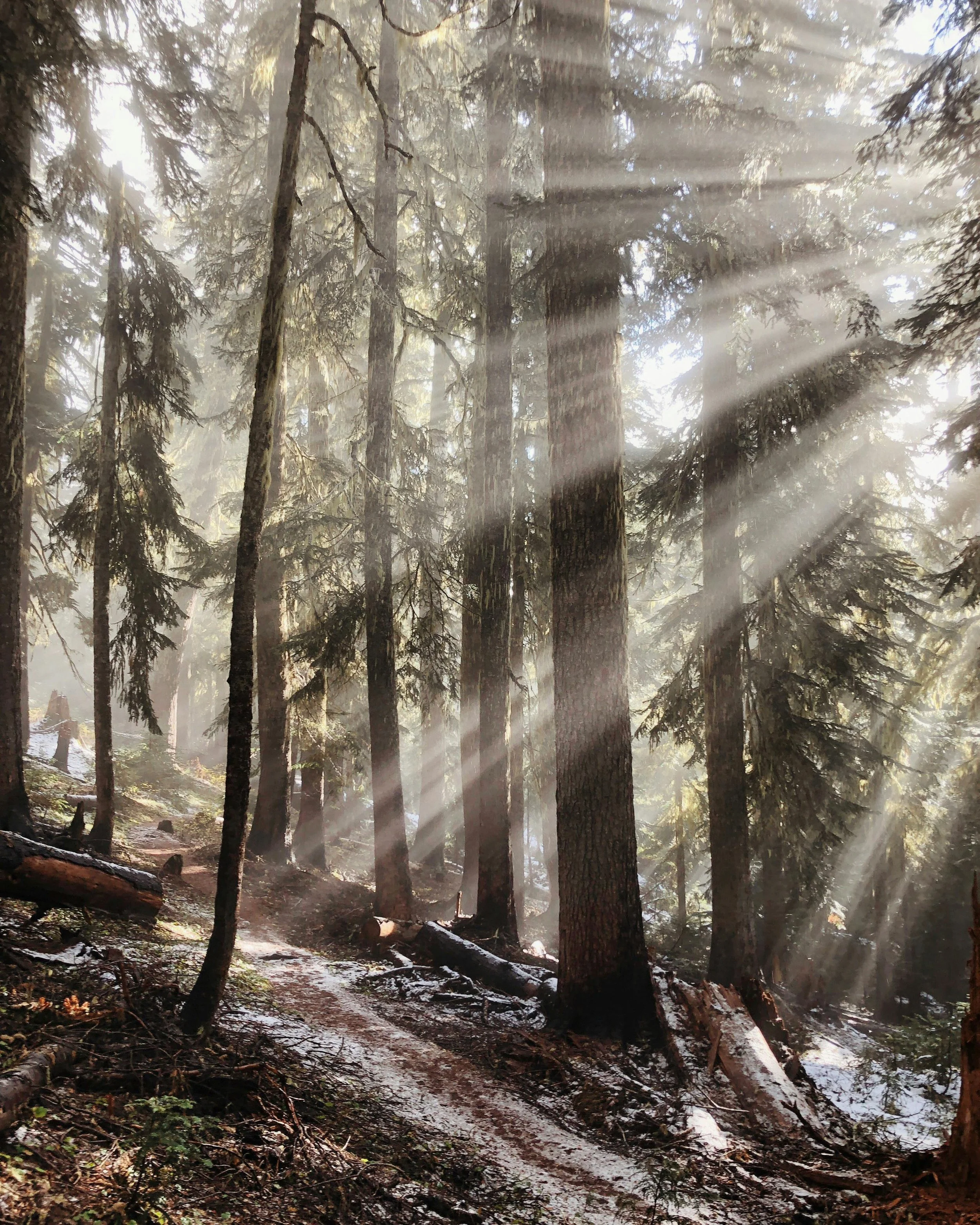 Sunlight rays streaming through a dense forest of tall trees, with a wooded trail and fallen logs on the ground.