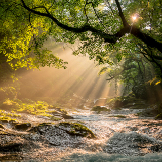 Drop Thesis is a fully legal and licensed Psilocybin Center in Bend, Oregon.