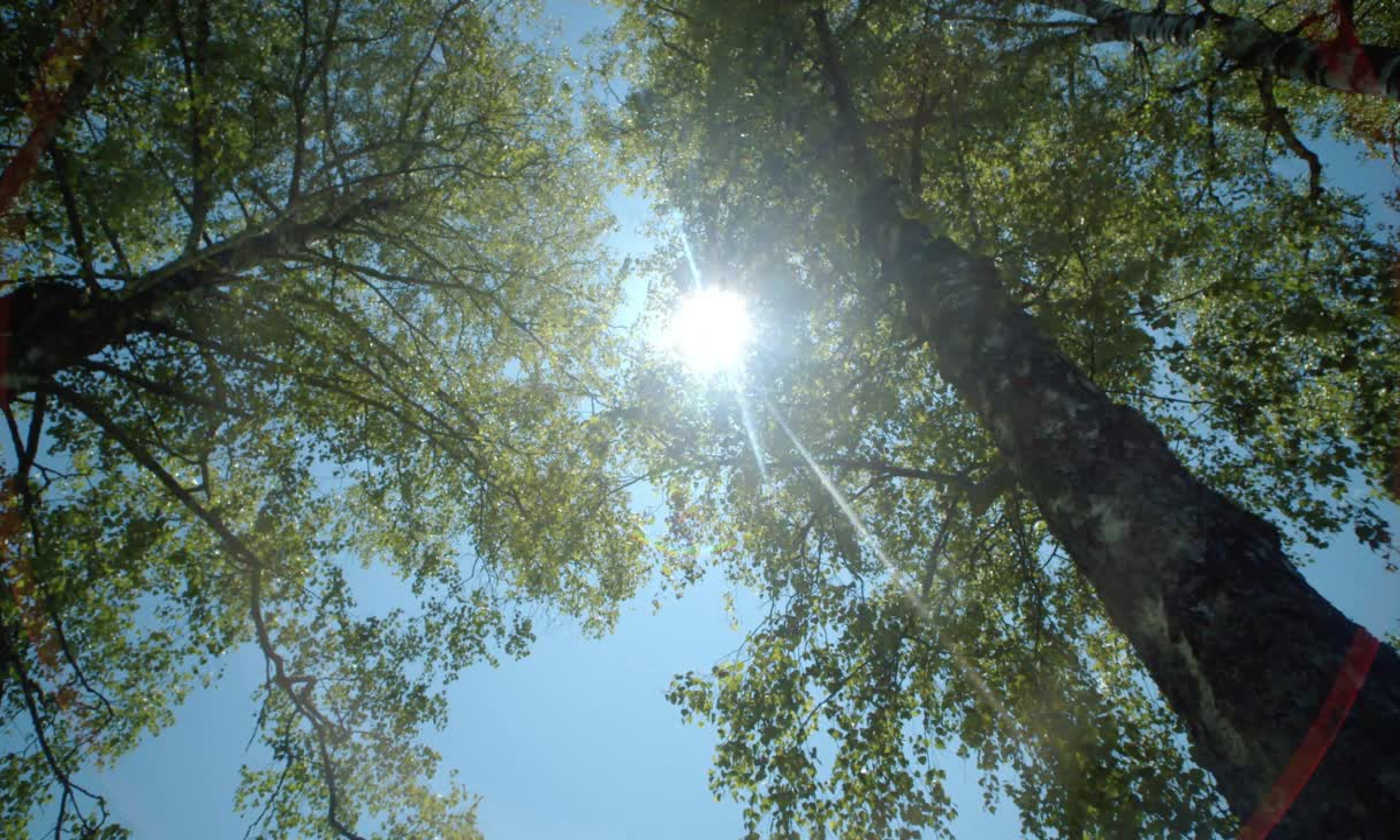 Drop Thesis Website Header (7).png