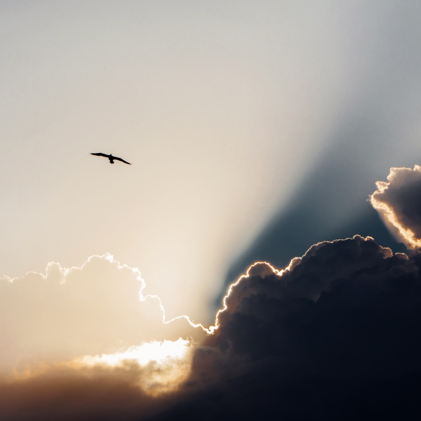 Drop Thesis is a fully legal and licensed Psilocybin Center in Bend, Oregon.