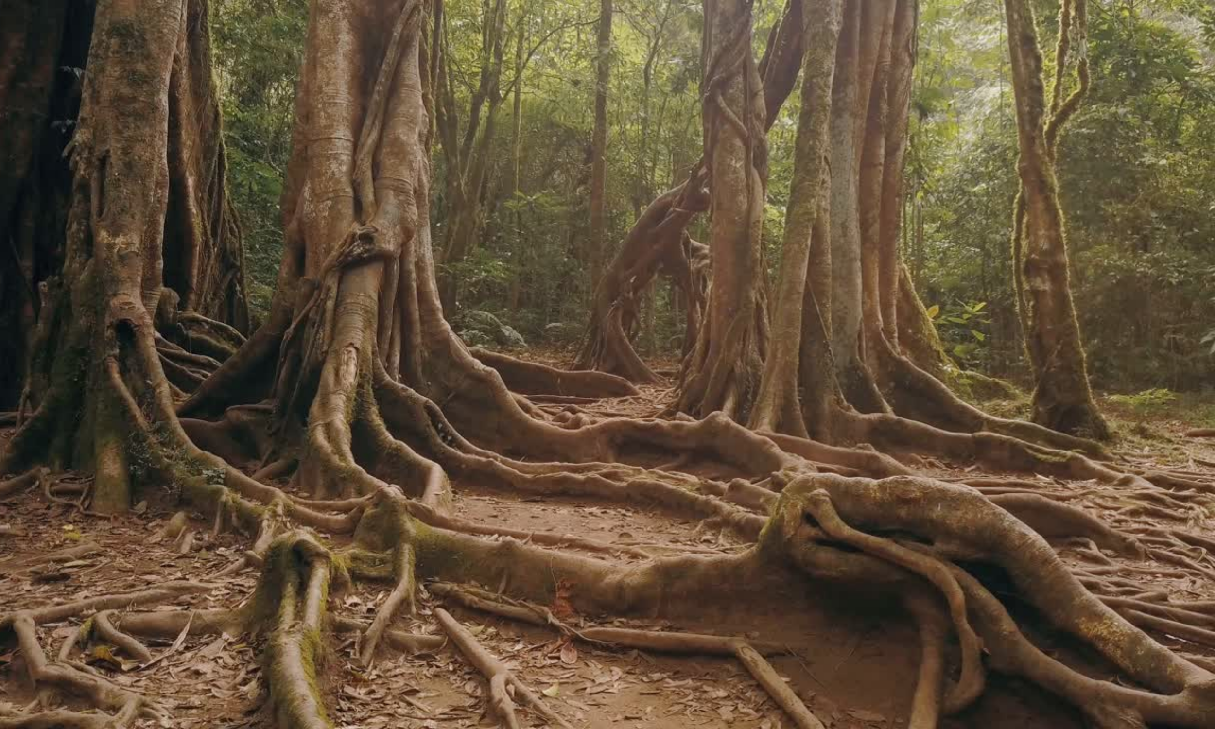 Drop Thesis Website Header (10).png