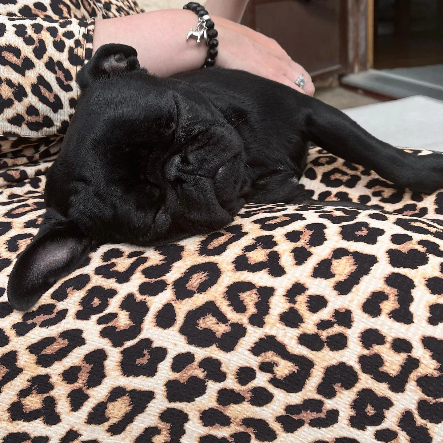They&rsquo;re always so cute when they&rsquo;re sleeping. 💤 #mylovepug #enjoythesimplethings #everydaybeauty