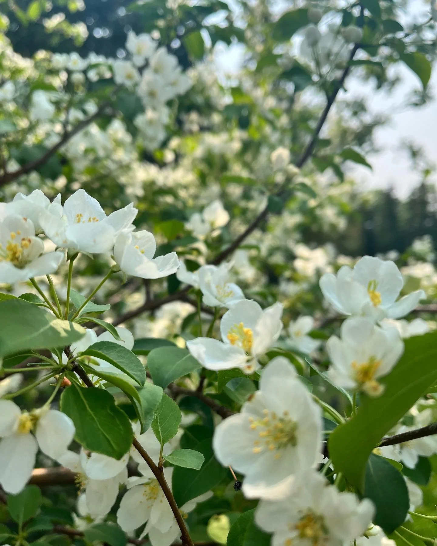 Flowers at home and Radium. 🤍 #springflowers #enjoythesimplethings #everydaybeauty