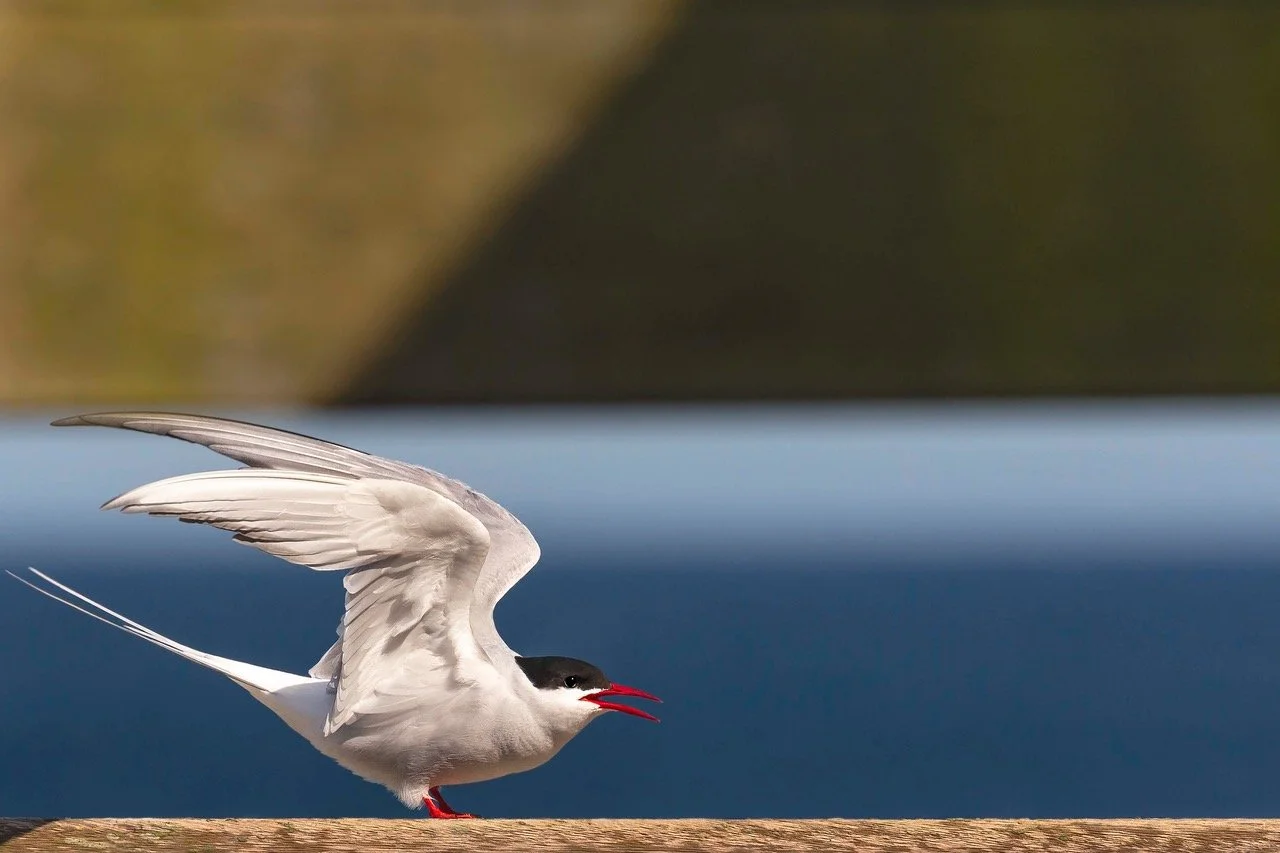 Arctic Tern BEST Master 24x16 0417 copy.jpeg