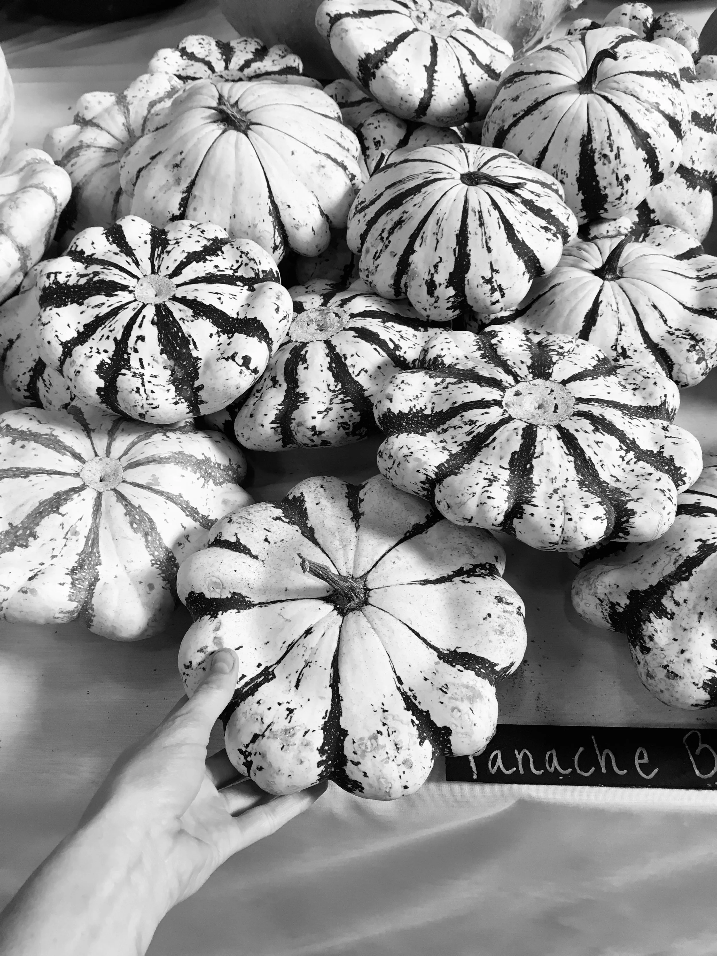 A collection of striped decorative gourds with a person's hand touching one of them, labeled 'Tanache B'.