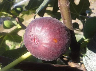 chicago hardy fig wiki.jpg