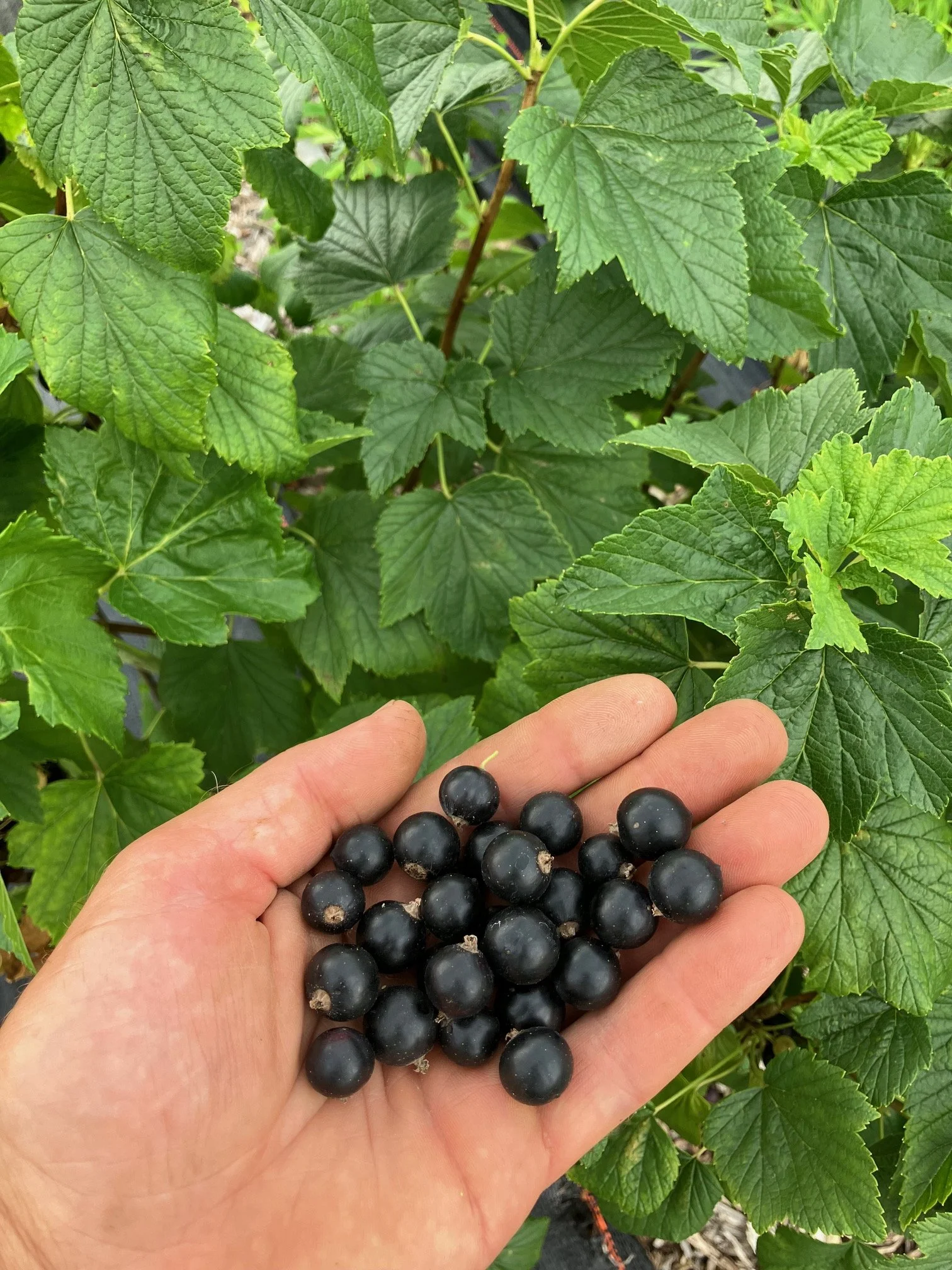black currant fruits.jpg