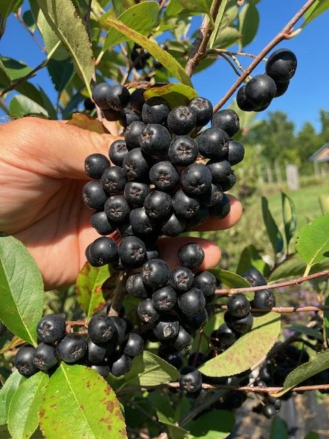 Aronia, one gallon pot.