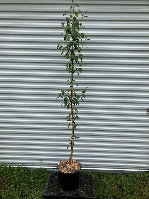 Pear, 3 gallon pot.