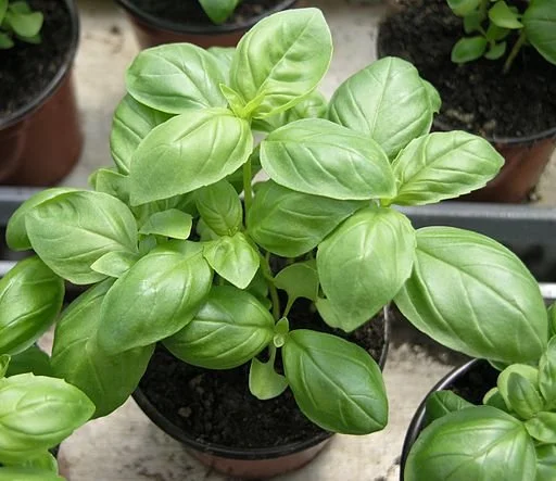 Basil, 4 inch peat pot.