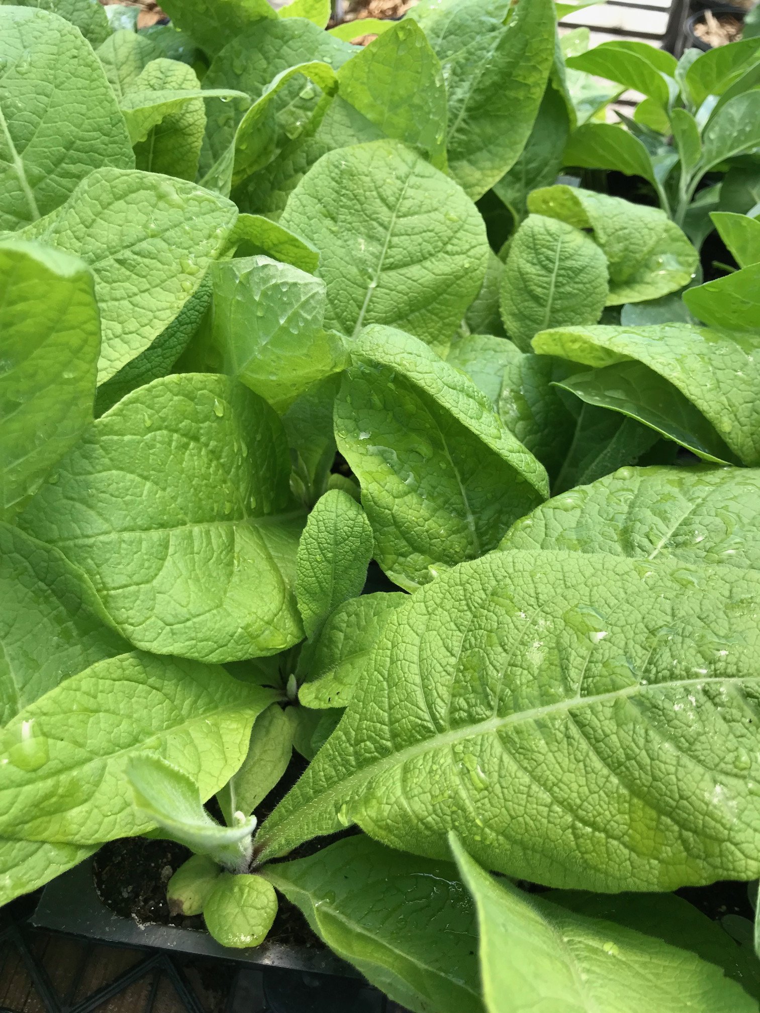 Elecampane, 4 inch peat pot.