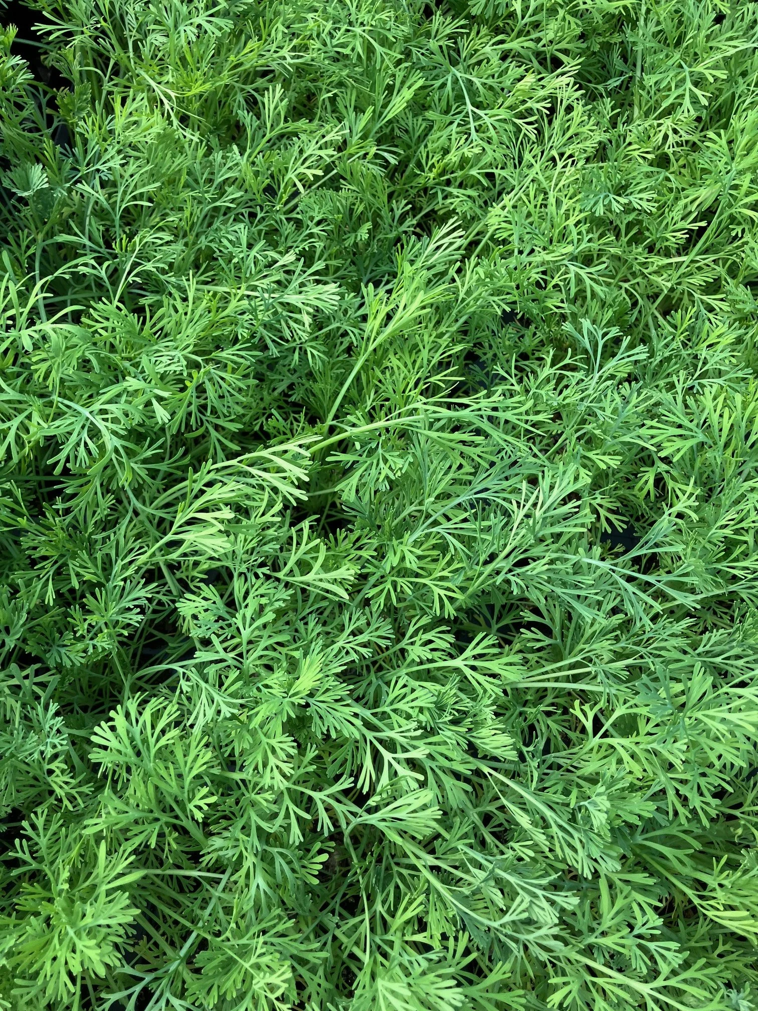 ca poppy seedlings.jpg