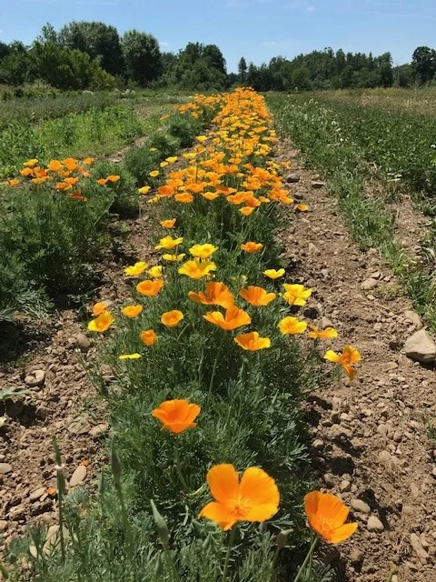 California poppy, 4 pack