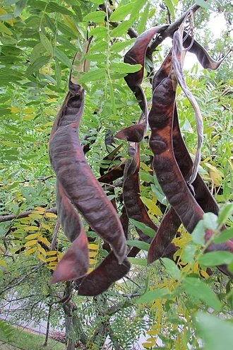Grafted Honey Locust, 4"x10" pot.
