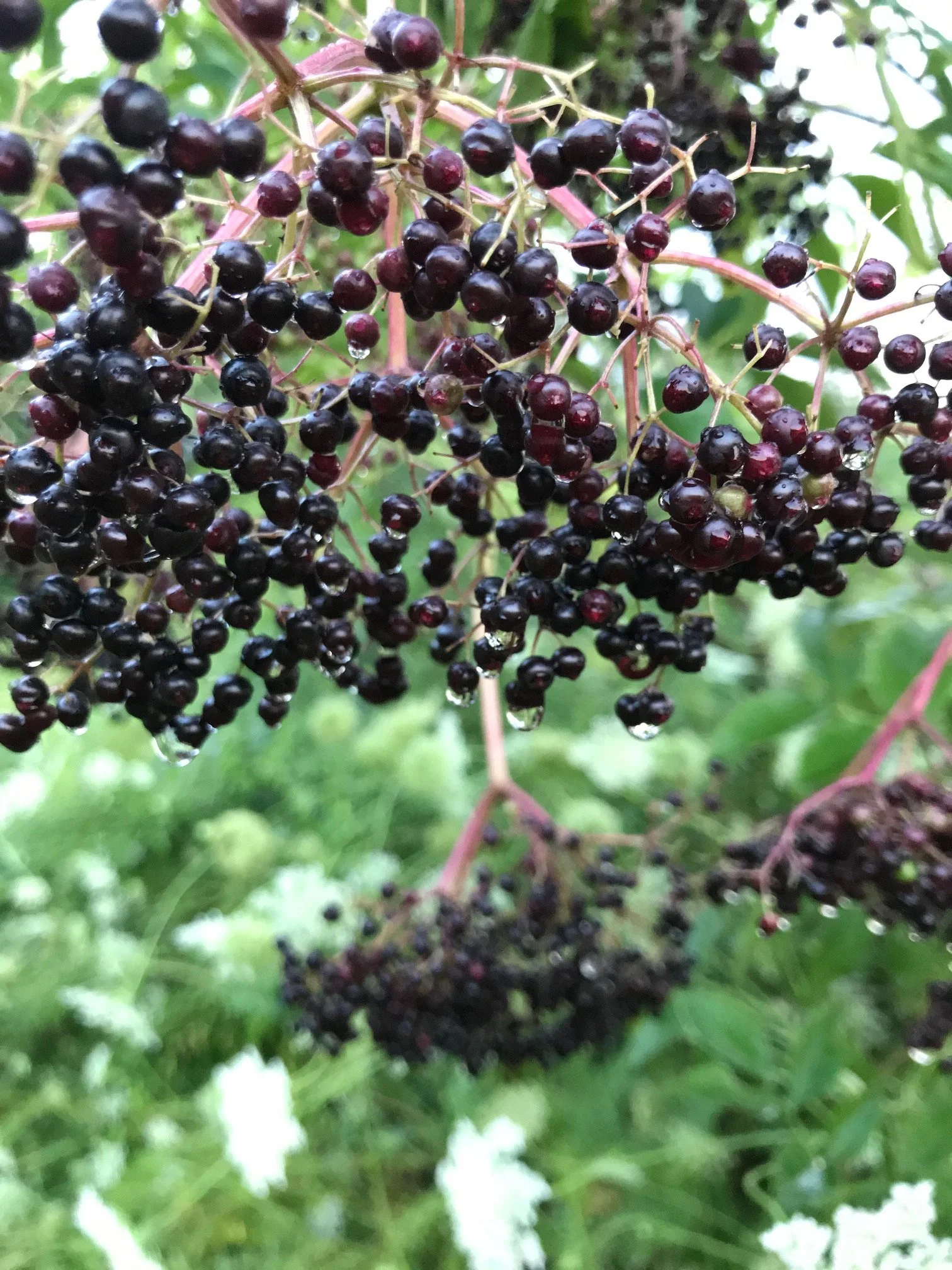 elderberries.jpg