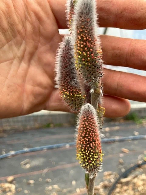mt aso catkins.jpeg