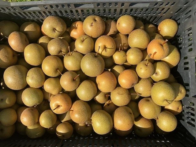 asian pear 1.jpg