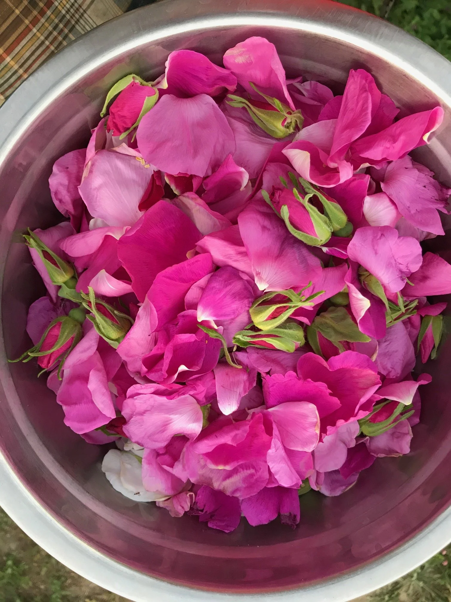 rugosa rose petals.jpg