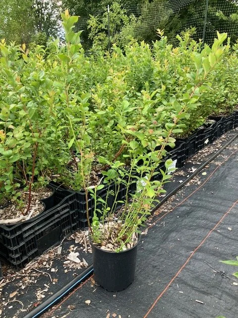 Blueberry plant, 2 gallon pot