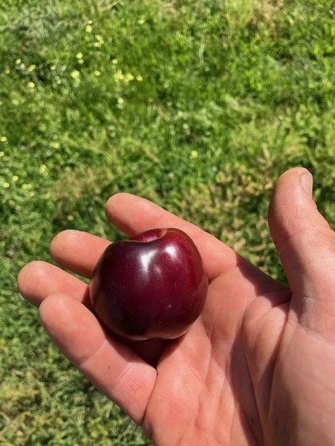plum fruit.jpeg