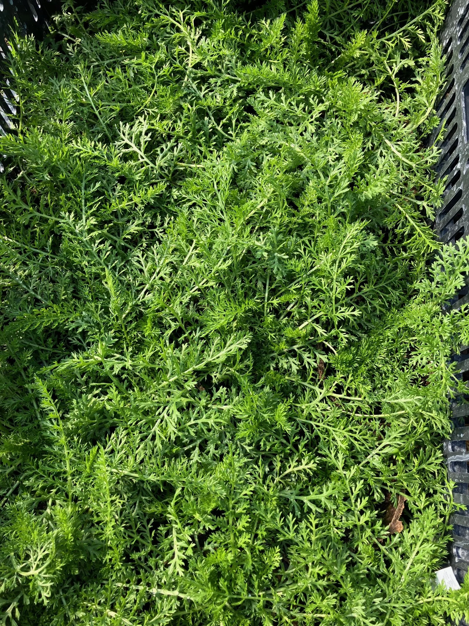 yarrow seedlings.jpg