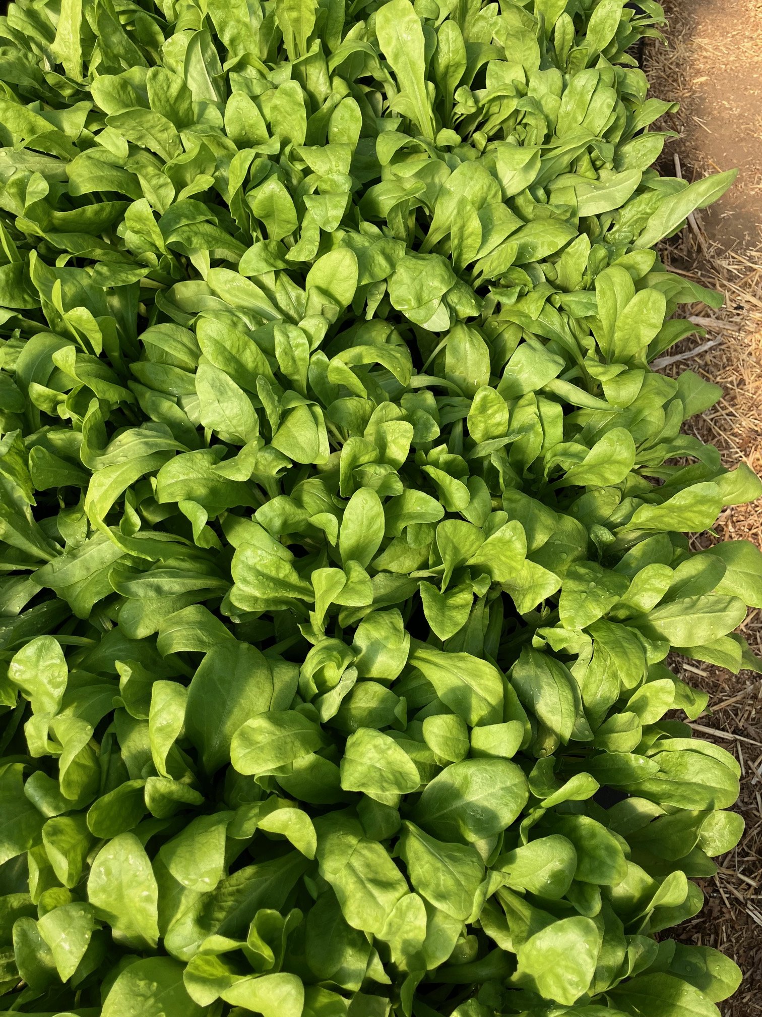 calendula seedlings.jpg