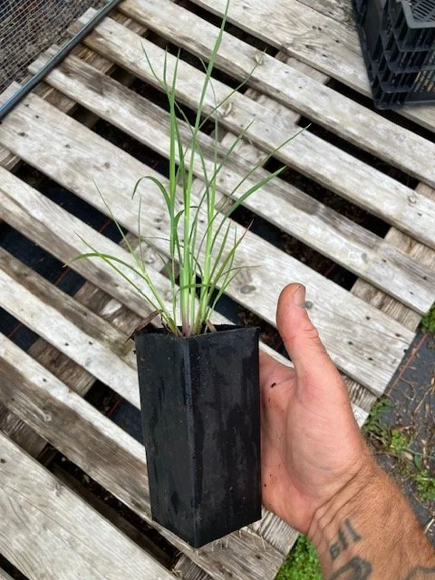 little bluestem small deep pot.jpeg