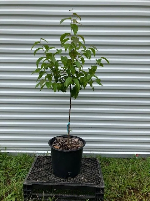 Sweet Birch, 3 gallon