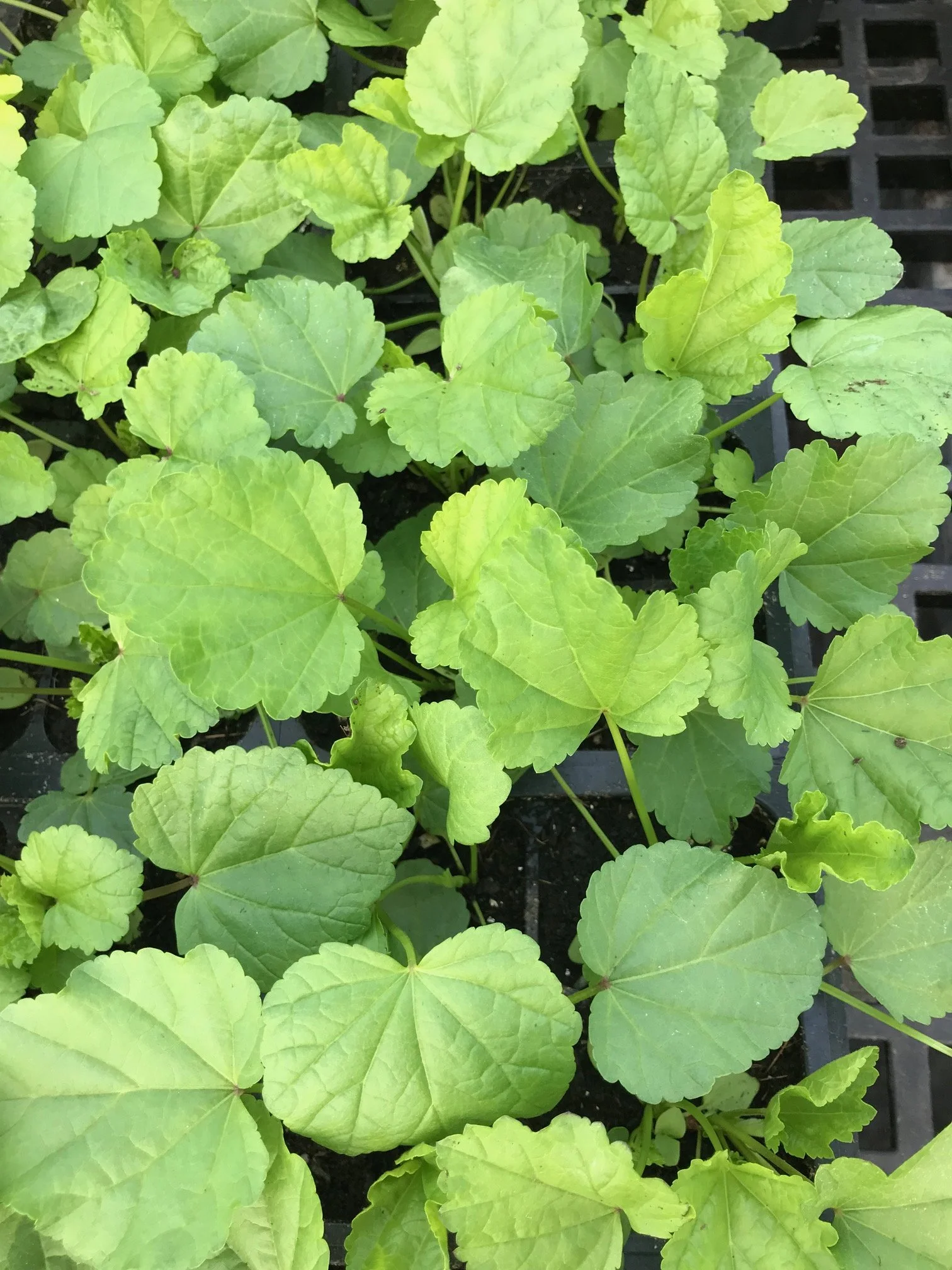 Marshmallow, 4 inch peat pot