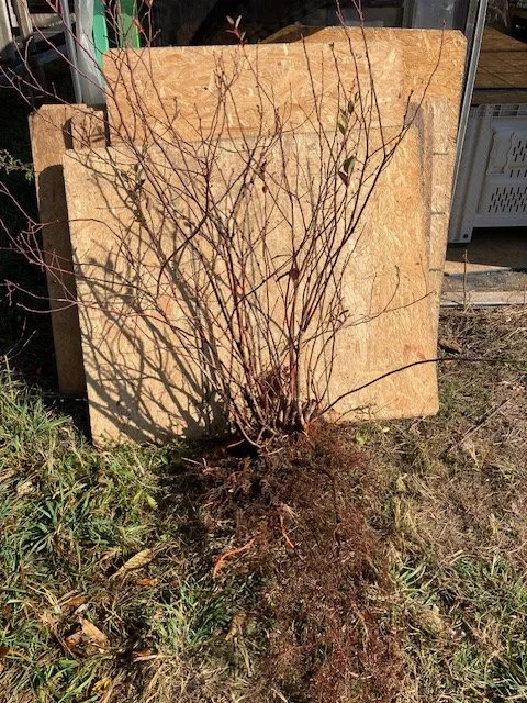 bare root bloob.jpg