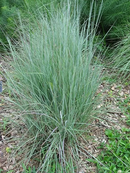 Little Bluestem, small deep pot.