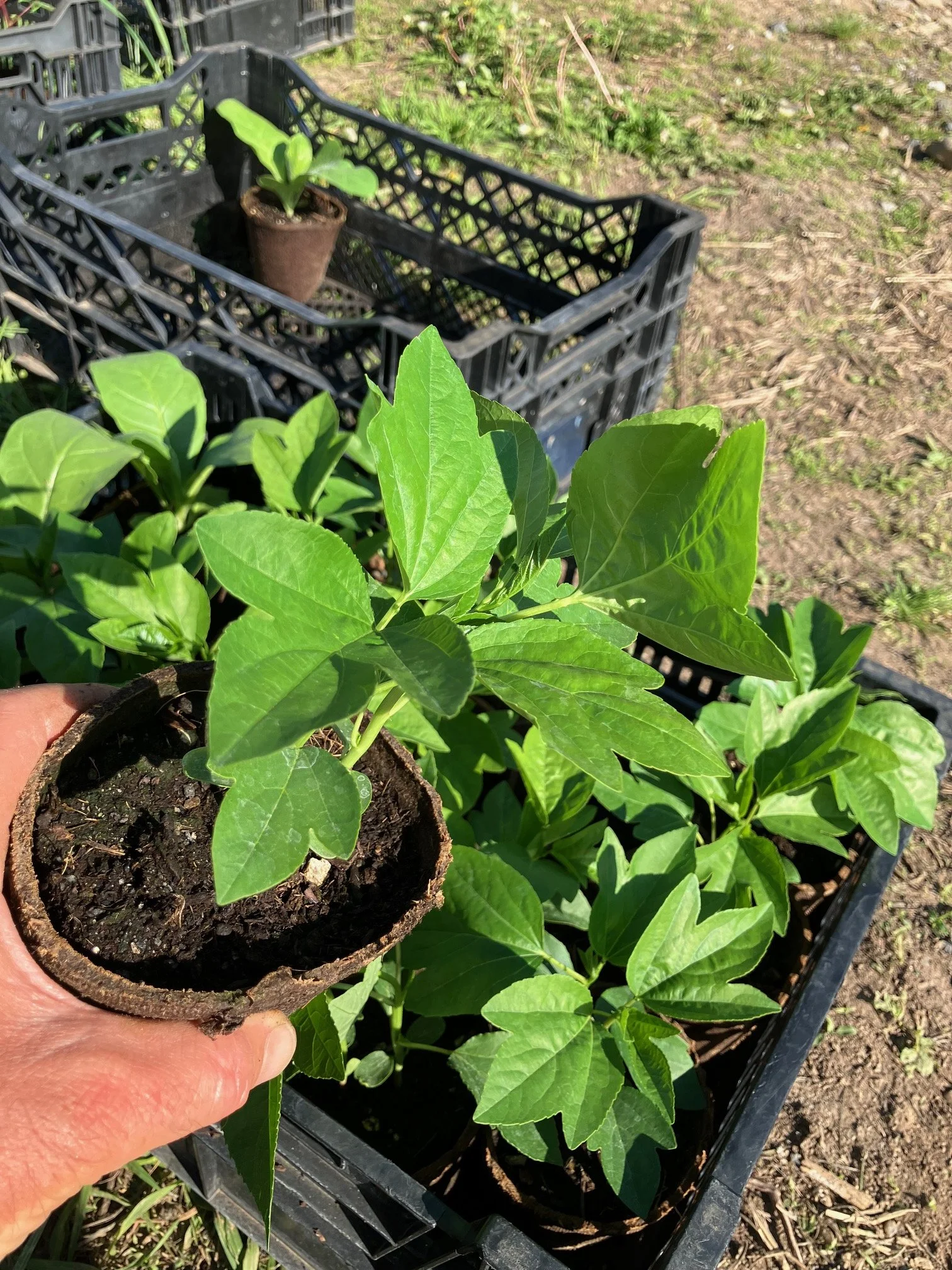 passionflower seedling.jpg