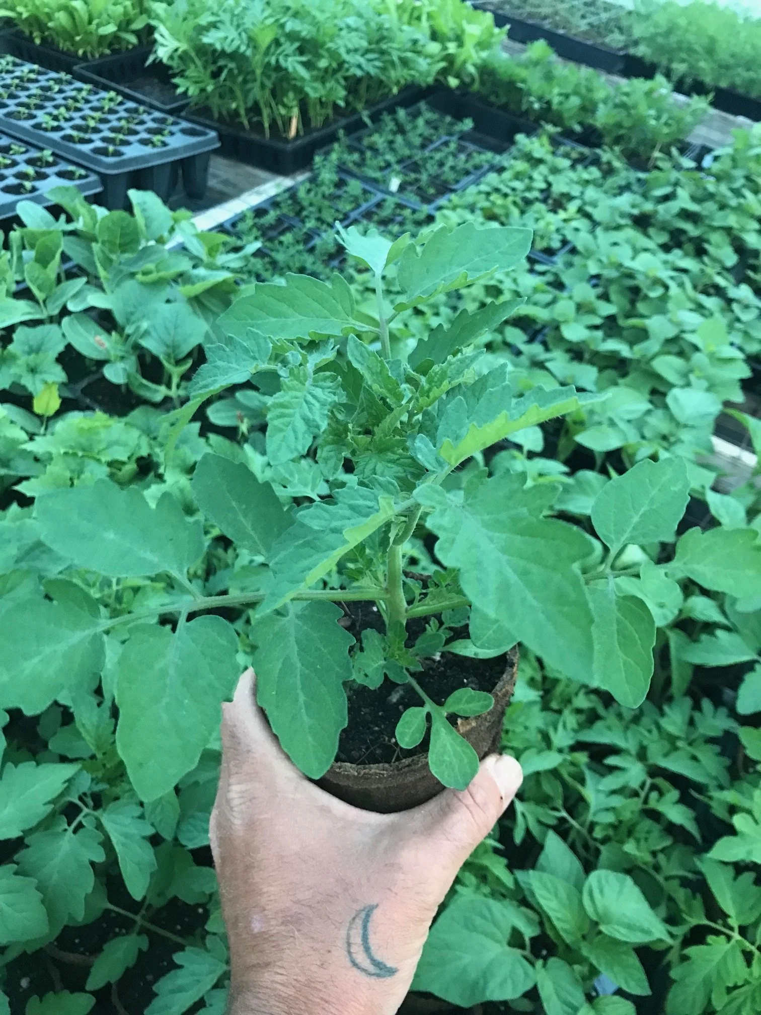 Tomato, 4 inch peat pot.