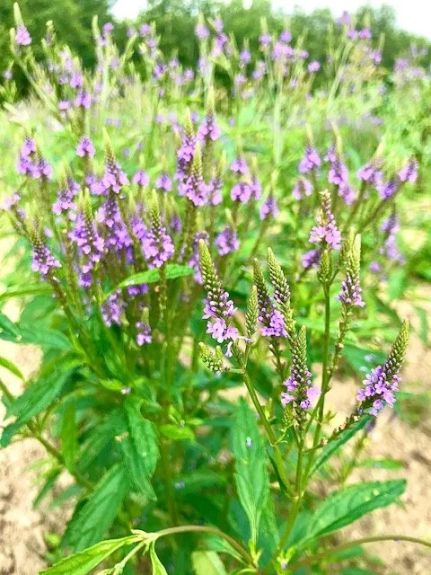 Blue Vervain, 4 inch peat pot.