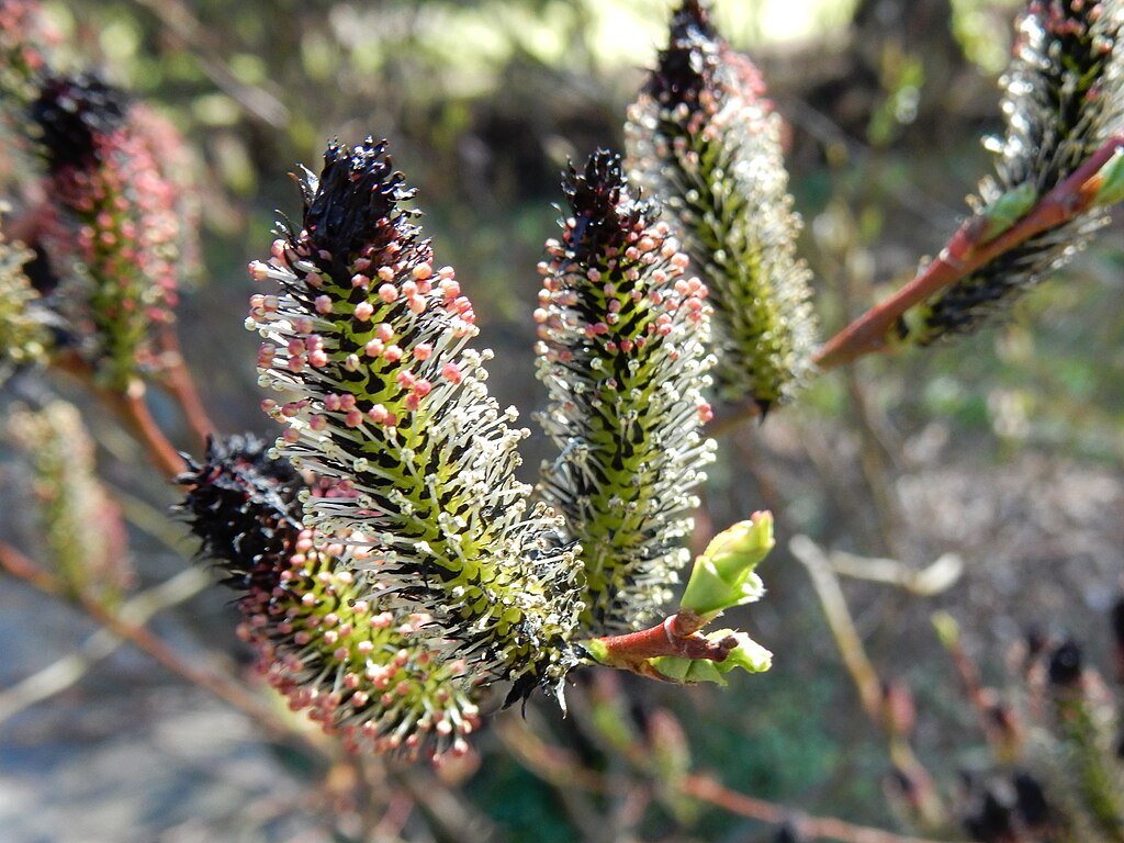 black pussy willow wiki.jpg