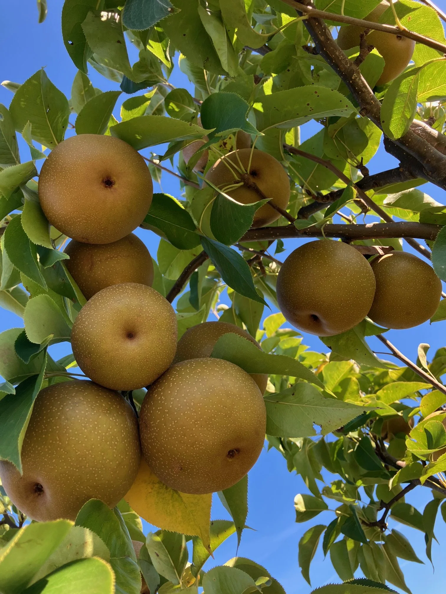 Asian Pear in 3 gallon pot on OHxF 87 rootstock.