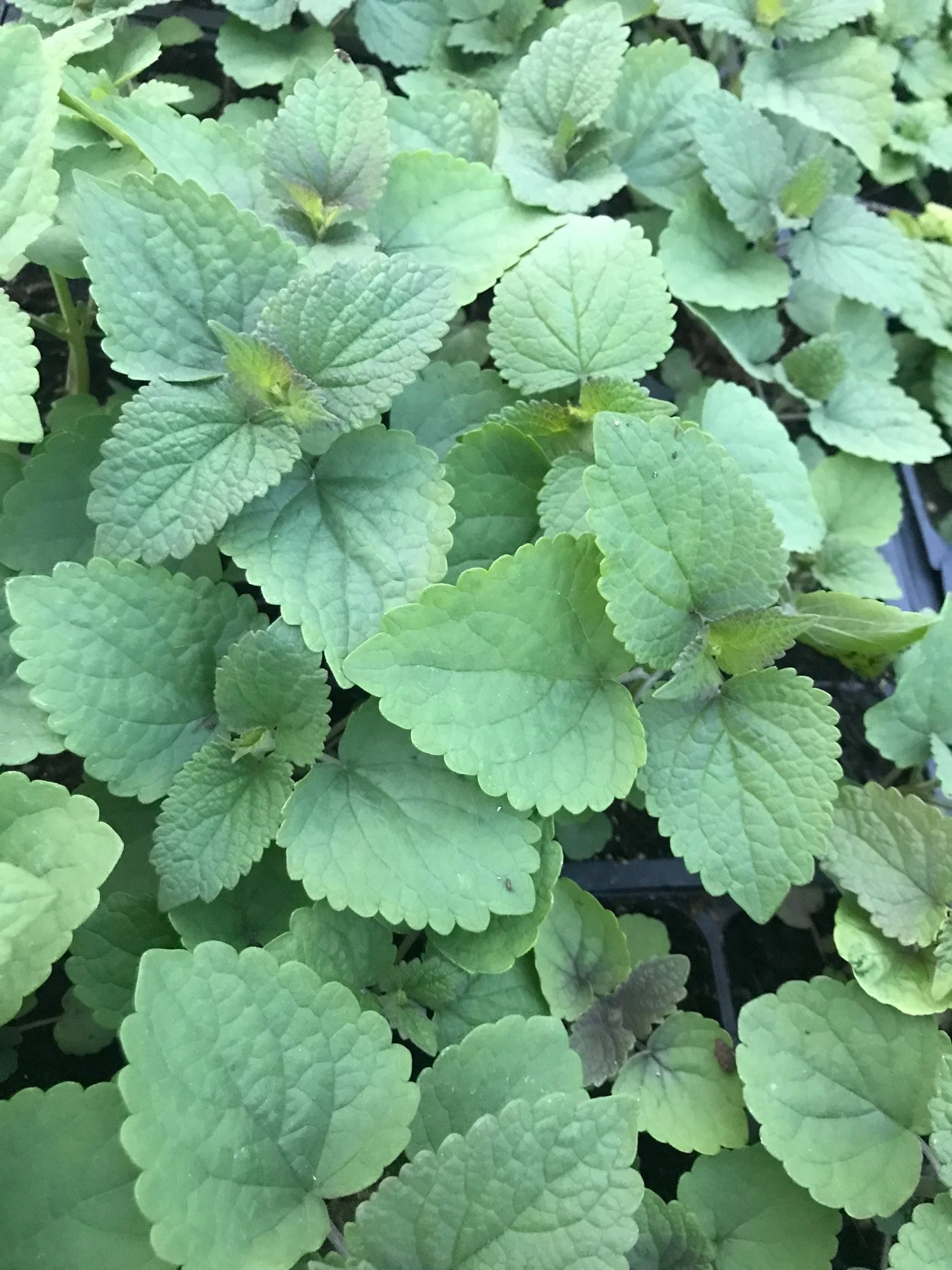 Anise Hyssop, 4 inch peat pot