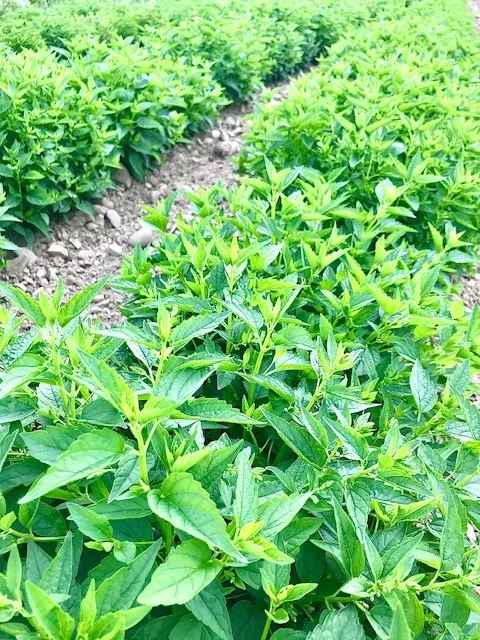Skullcap, 4 inch peat pot