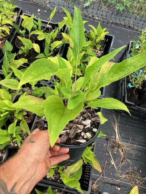 Echinacea, 1 gallon pot