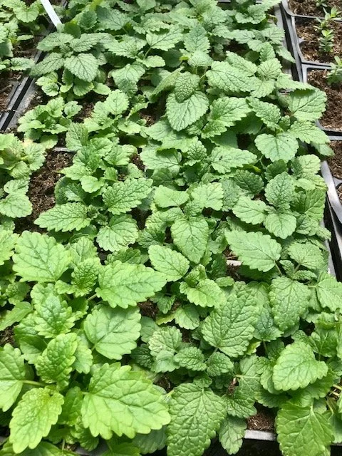 Lemon Balm, 4 inch peat pot.