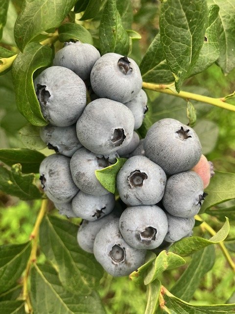 bloob fruit on plant.jpeg