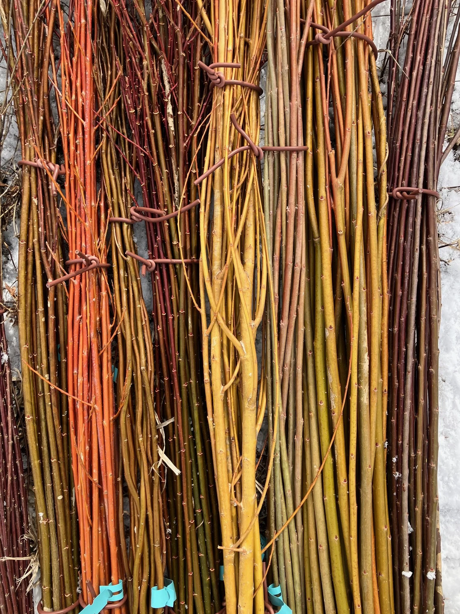 Willow, 4 inch peat pot.