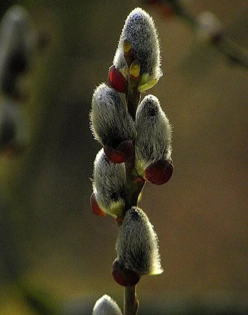pussy+willow+wiki.jpg