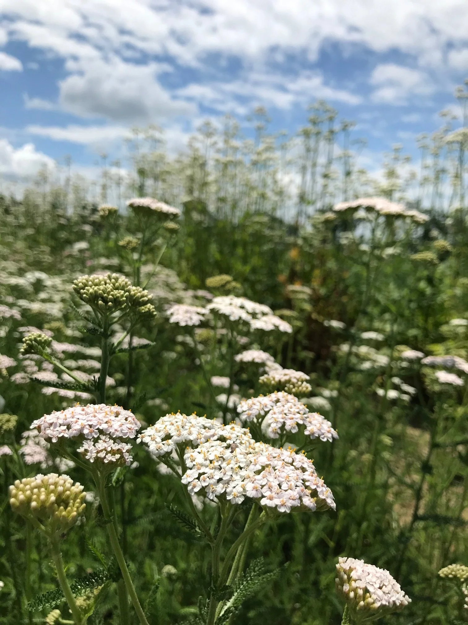 Yarrow in 4 inch peat pot