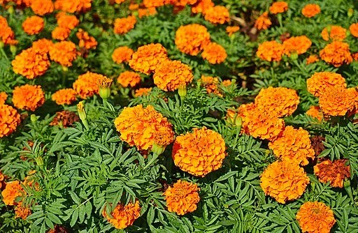 Marigold, 4 pack.