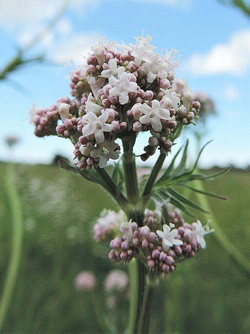 Valerian, 4 inch peat pot.