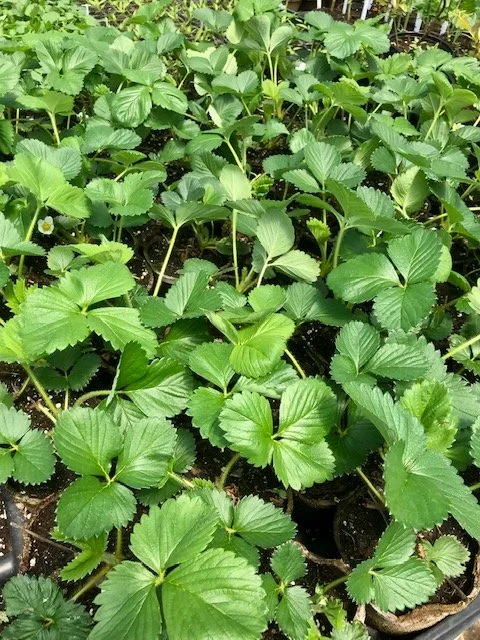 Strawberry plant, 4 inch peat pot.