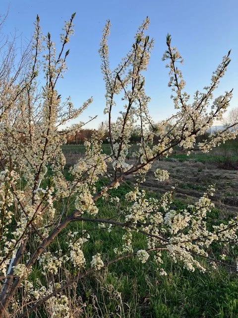 Plum, myrobalan rootstock, 4 gallon pot